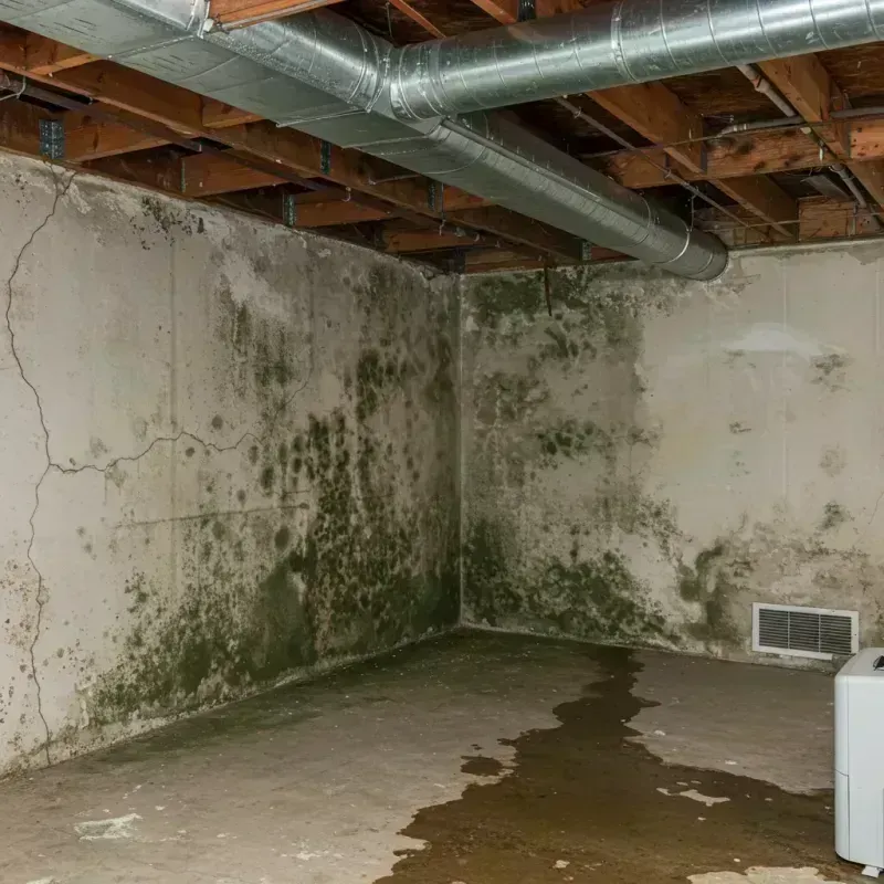 Professional Mold Removal in Charter Oak, CA